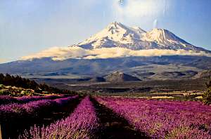 view of mount shasta covered in snow with purple lavender in the foreground